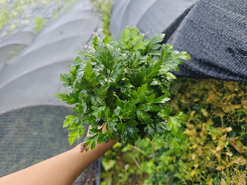 千万株优质一级鸡爪黄连苗自有苗圃现货直供量大价优