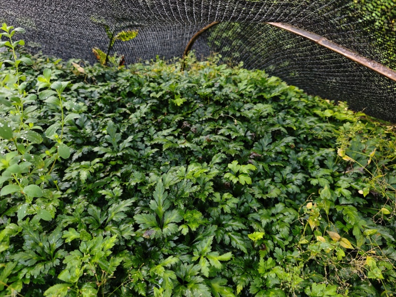 千万株优质一级鸡爪黄连苗自有苗圃现货直供量大价优