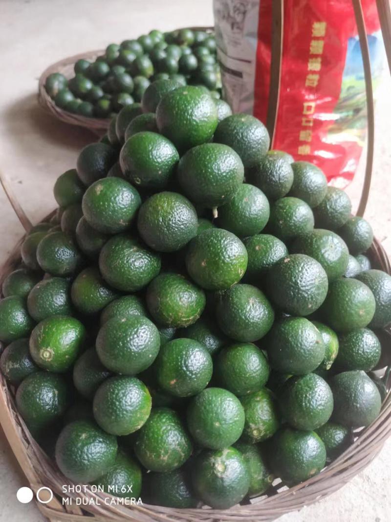 茶枝柑小青柑鲜果