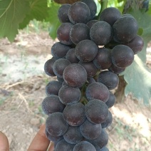 夏黑葡萄大量上市