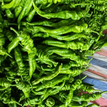 龙椒大量