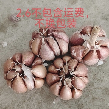 金乡太空蒜种