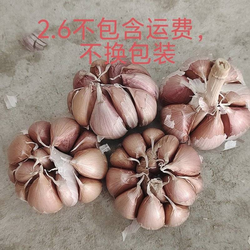 金乡太空蒜种