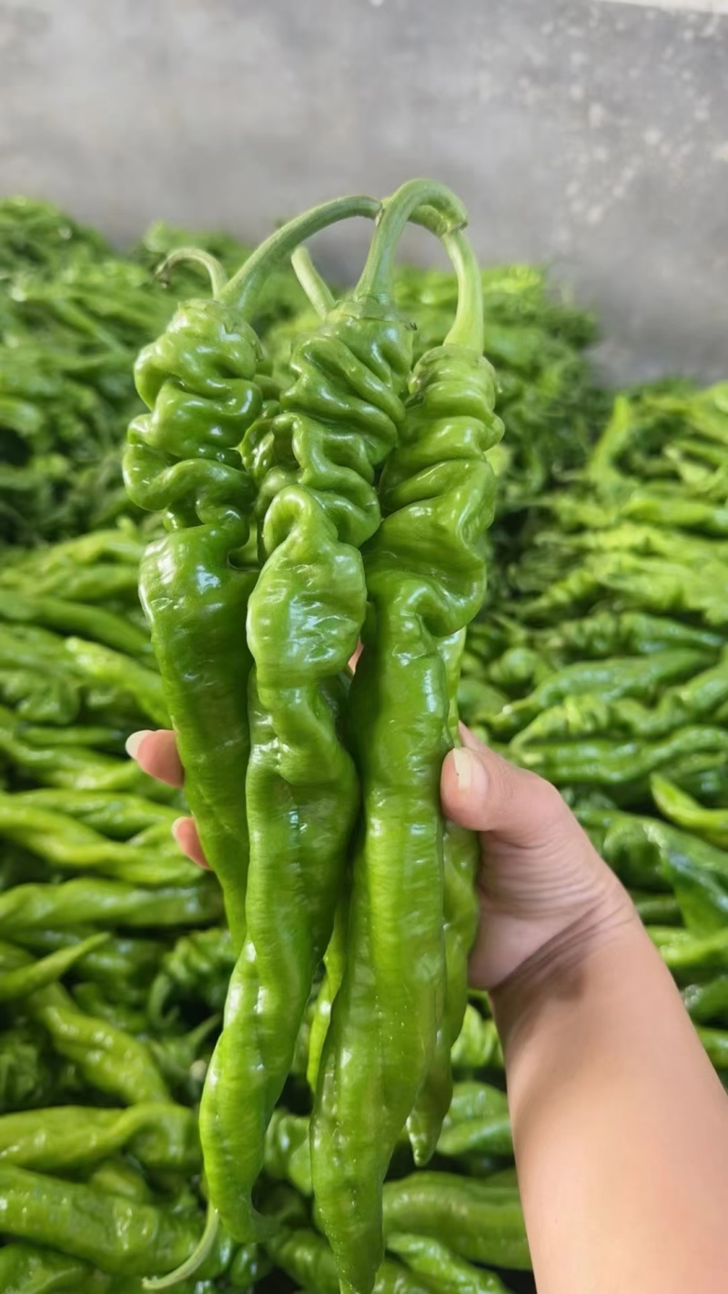 龙椒大量