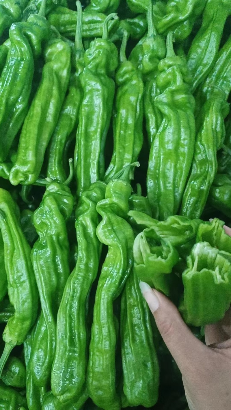 龙椒大量
