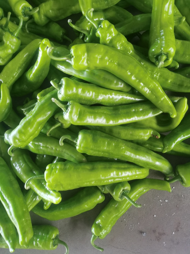 龙椒大量