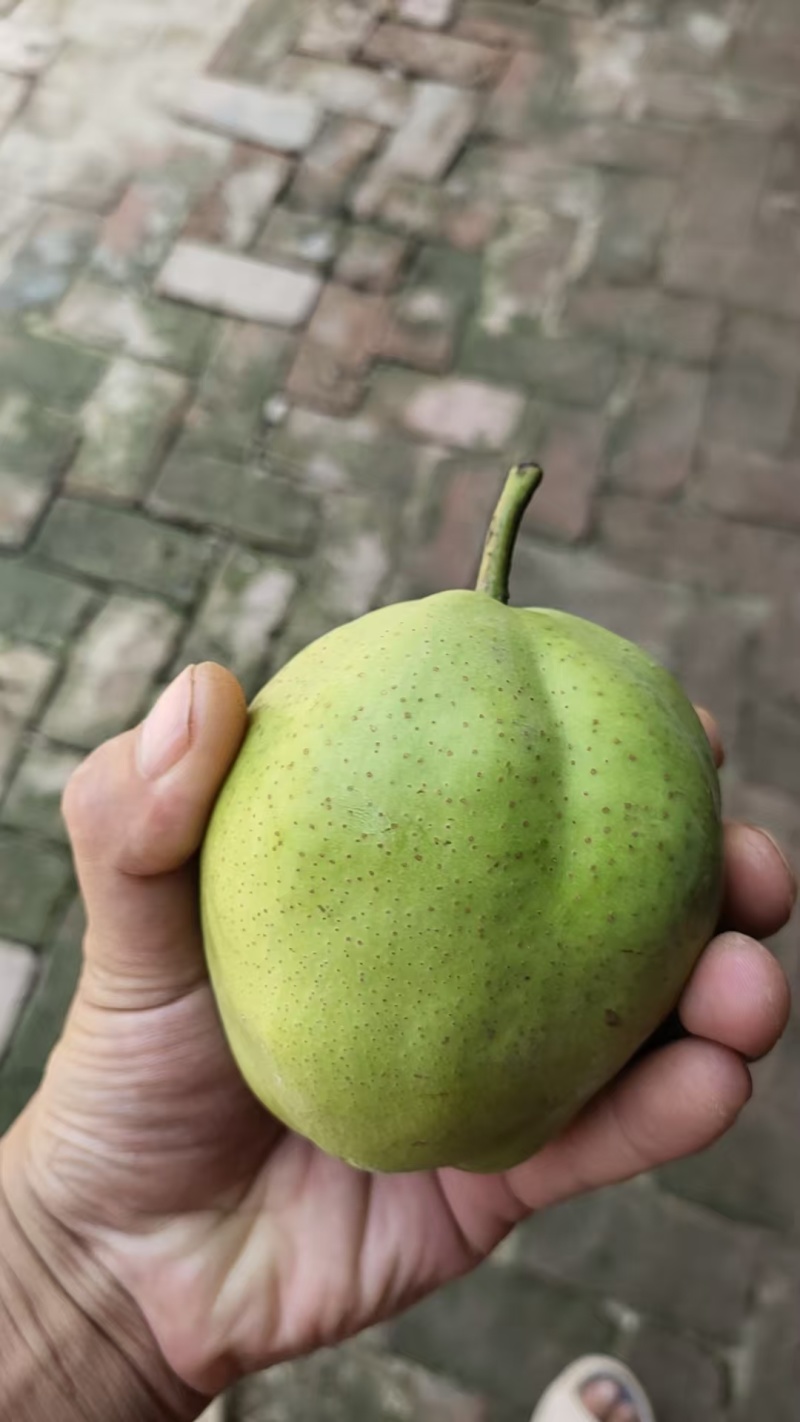 精品早酥梨