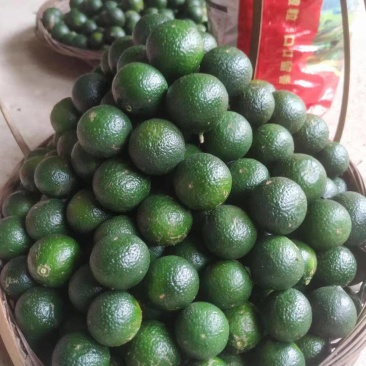 茶枝柑小青柑鲜果