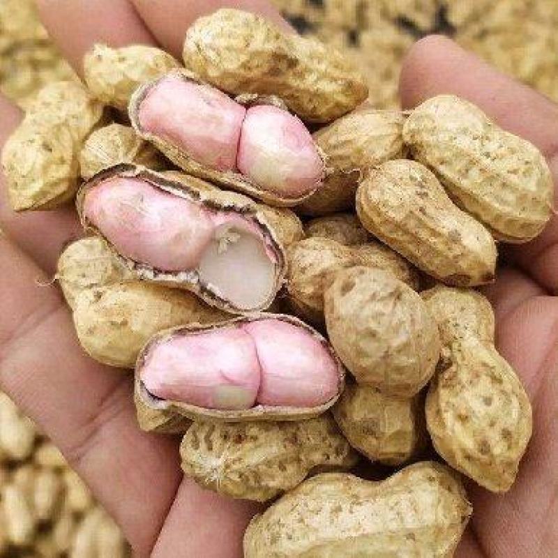 保定涞水鲜花生急售中！