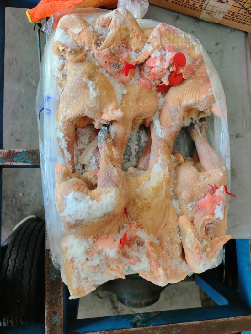 笨公鸡，黑凤公鸡实拍6-7-8-9只规格