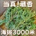 【芬芳香味】藏香柏秘境天然香净化空气磁场精神藏香植