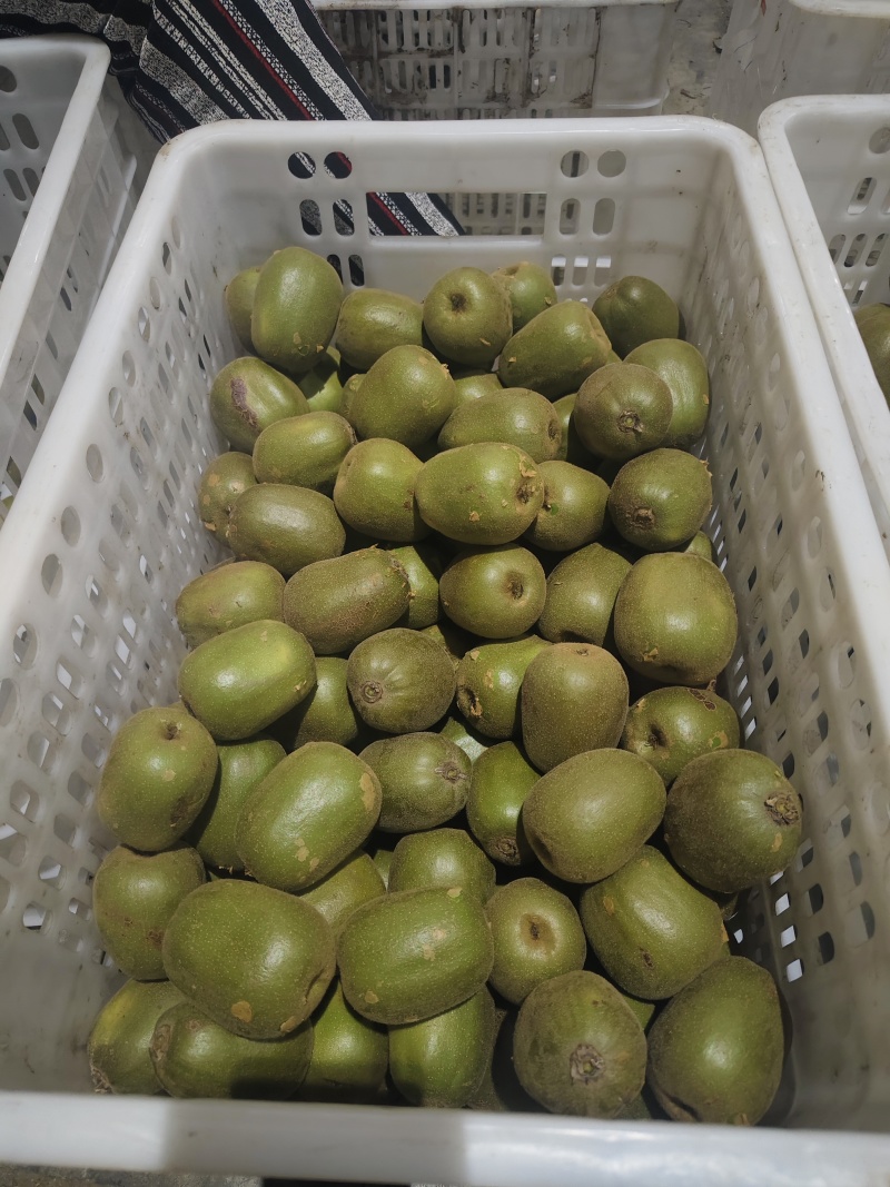 【量大优惠】四川蒲江红心猕猴桃品质保障对接全国批发电商