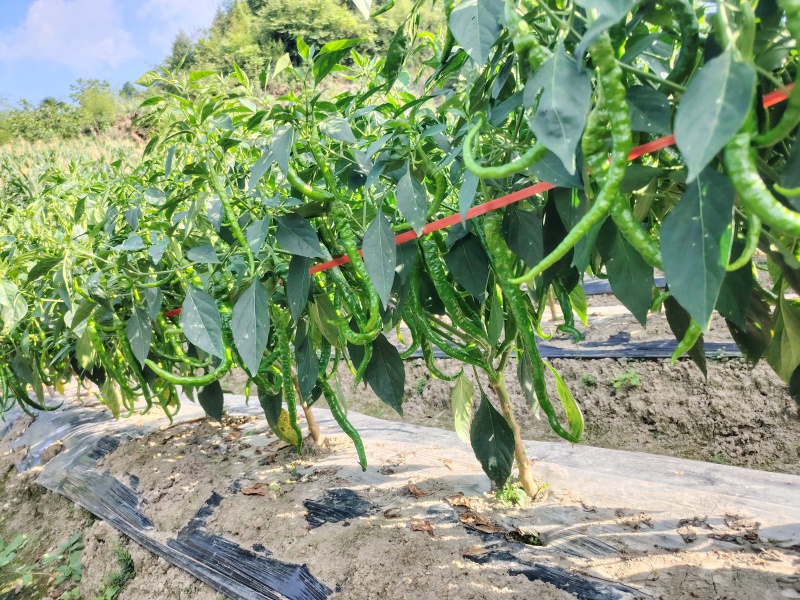 湘西高山螺丝椒