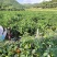 湘西高山螺丝椒