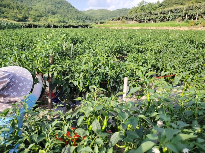 湘西高山螺丝椒