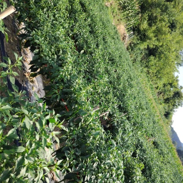 湘西高山螺丝椒