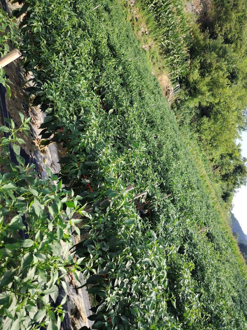 湘西高山螺丝椒