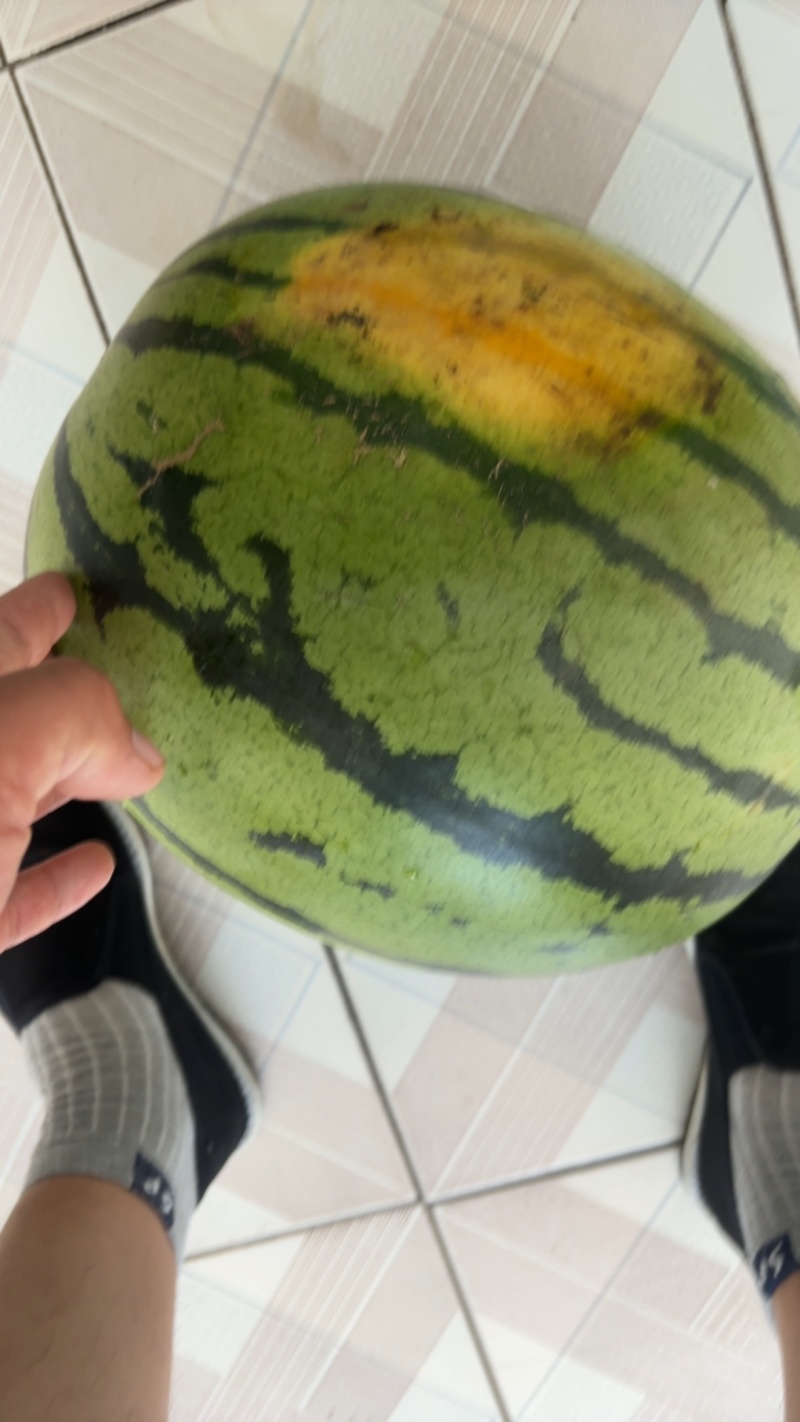 宣化区555西瓜精品中精品