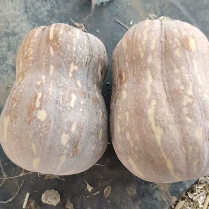 河南小金香南瓜软糯香甜新鲜上市价格美丽质量好走货快热卖中