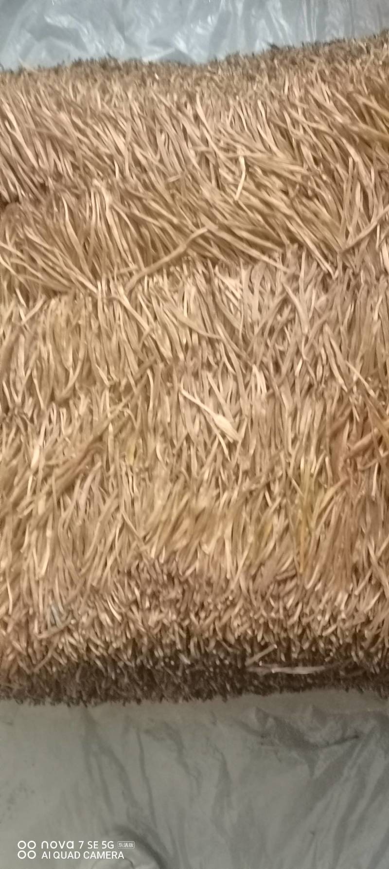黄花菜，又名金针菜，采用传统纯手工制做直条熟菜。