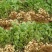 2025年新湿花生，鲜花生大量上市，*强供应链