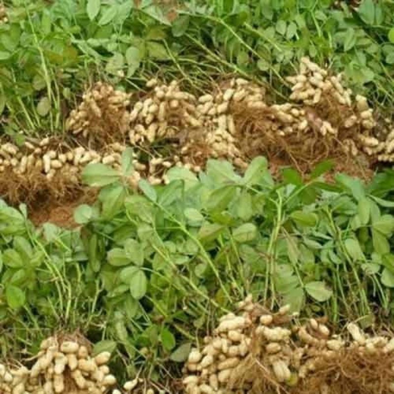 2025年新湿花生，鲜花生大量上市，*强供应链