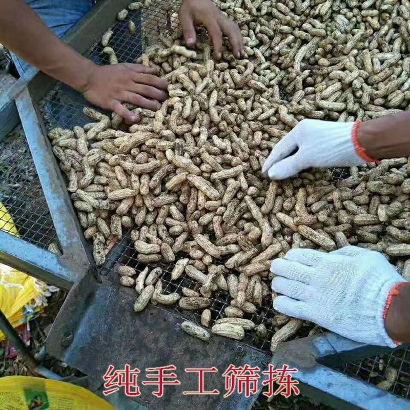 2025年新湿花生，鲜花生大量上市，*强供应链