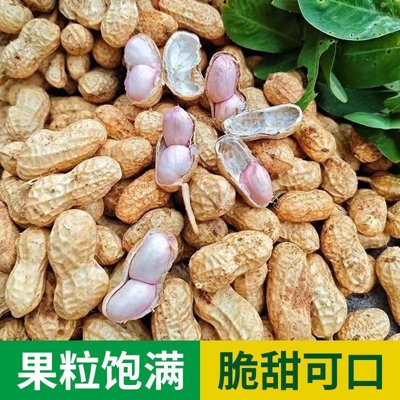 2025年新湿花生，鲜花生大量上市，*强供应链