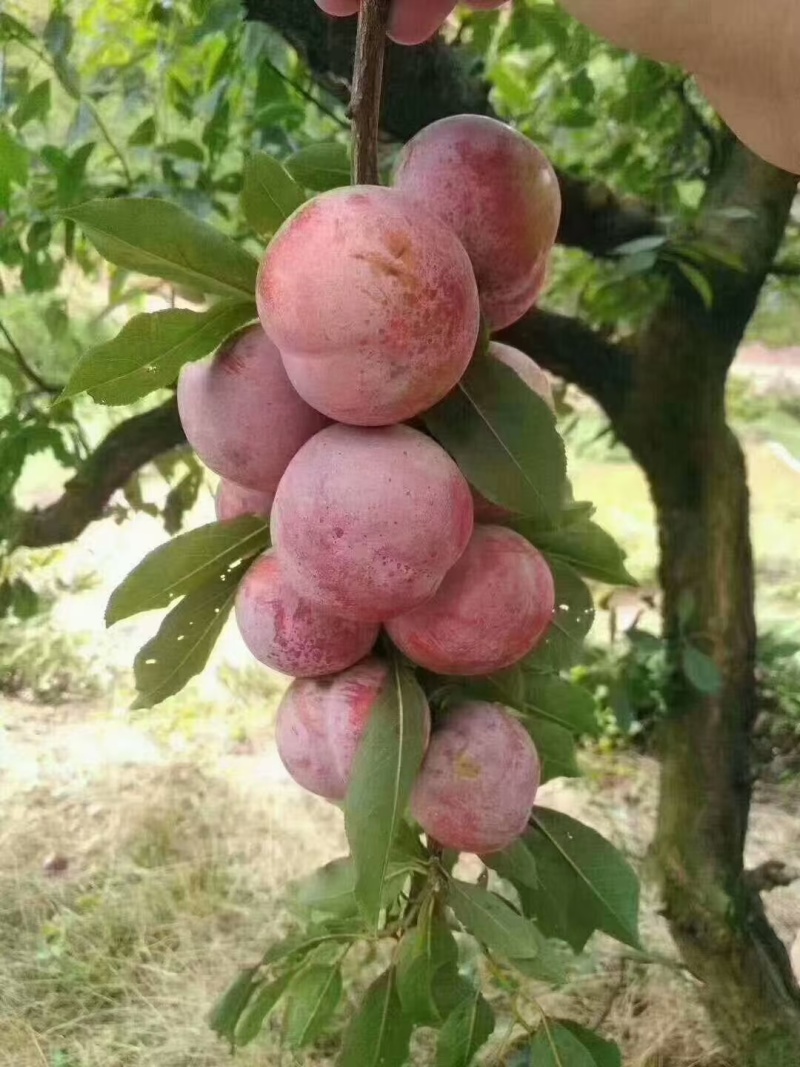 福建高山芙蓉李，带叶果，有量有量，可随时联系，各位老板甩单来