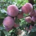 福建高山芙蓉李，带叶果，有量有量，可随时联系，各位老板甩单来