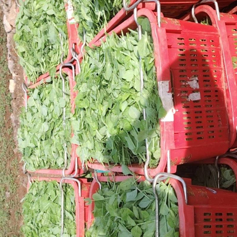 豌豆尖大量出货中，有需求的老板，电商，商超，平台都可联系