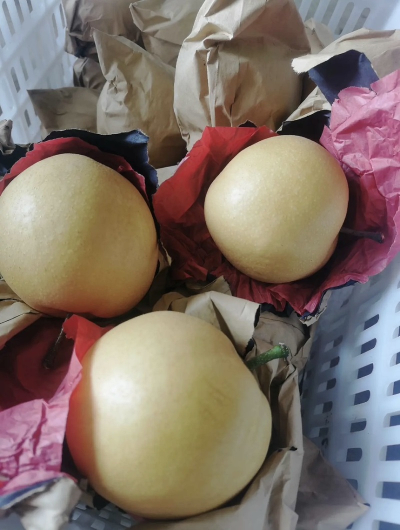 陕西套袋丰水梨六两起步脆甜化渣大量有货