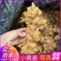 云南小黄姜窖藏姜电商~批发~商超全国发货