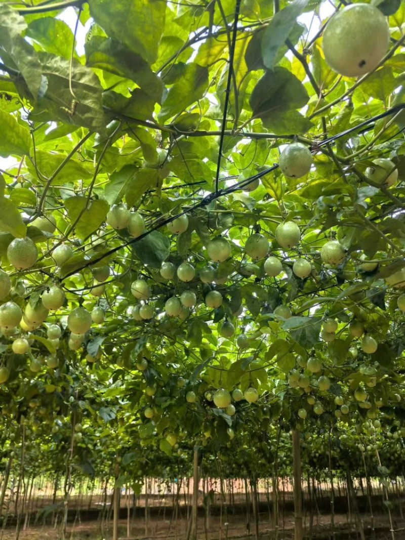 广东精品黄金百香果百香果热带水果大量供应