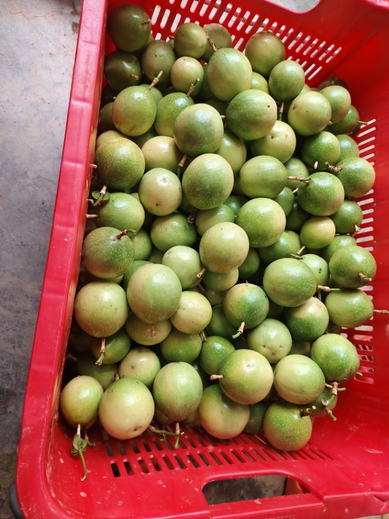 广东精品黄金百香果百香果热带水果大量供应