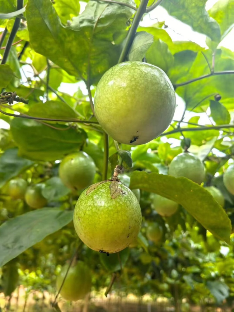广东精品黄金百香果百香果热带水果大量供应