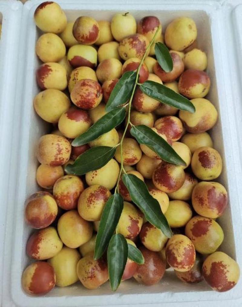 大荔冬枣