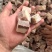 新到多肉排骨粒，含肉量百分之40左右，工厂直发，量大从优