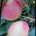 白花桃