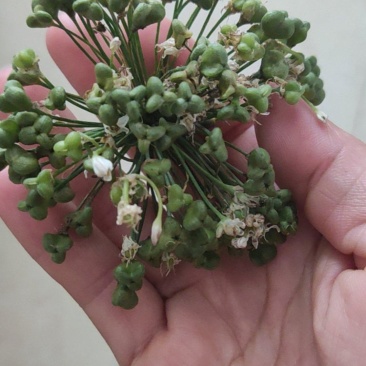 卖新鲜韭菜花