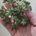卖新鲜韭菜花