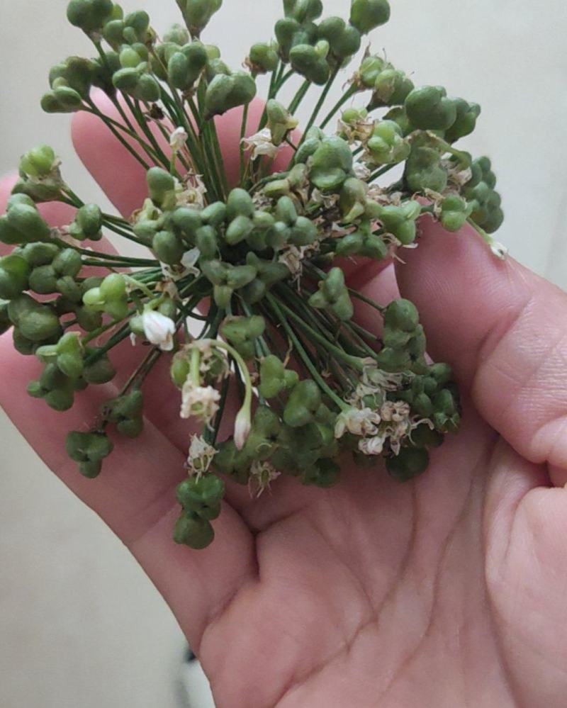 卖新鲜韭菜花