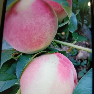 白花桃
