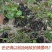 甘肃会宁野生地皮菜地软天然野菜地皮菜人工采摘免洗片大肉厚
