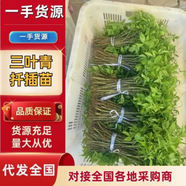 贵州精品三叶青扦插苗基地直发，量大从优，欢迎采购