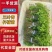 贵州精品三叶青扦插苗基地直发，量大从优，欢迎采购
