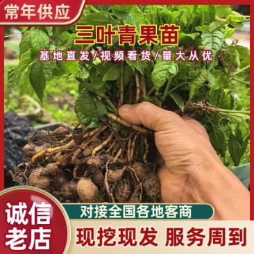 三叶青果苗，贵州精品果苗，产地直发，欢迎前来抢购。