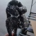 乌鸡