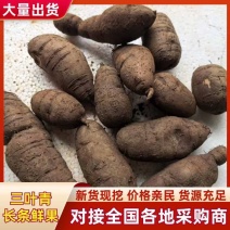三叶青鲜果，今年新货无硫***，批发零售均可，欢迎来电