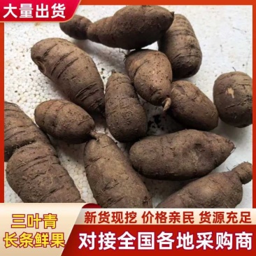 三叶青鲜果，今年新货无硫***，批发零售均可，欢迎来电